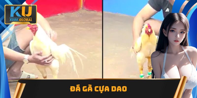 Đá gà cựa dao