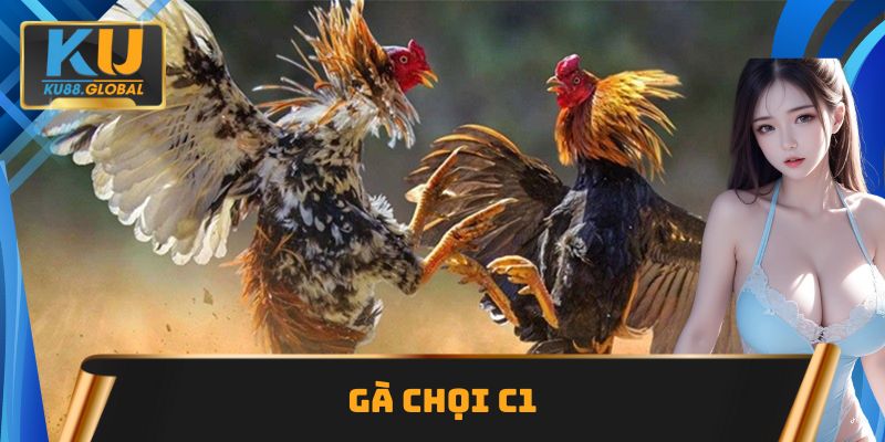 Gà chọi C1